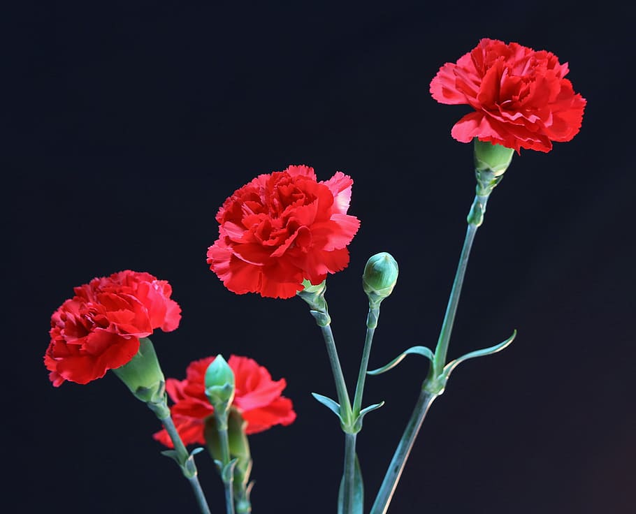 red carnation photo, flowers, red carnations, perennial, floral, HD wallpaper