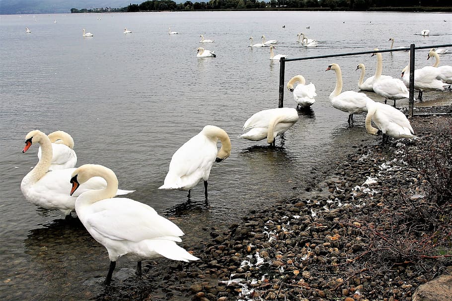 wild birds, herd, lake, white, swan, bodensee, beach, pen, white bird