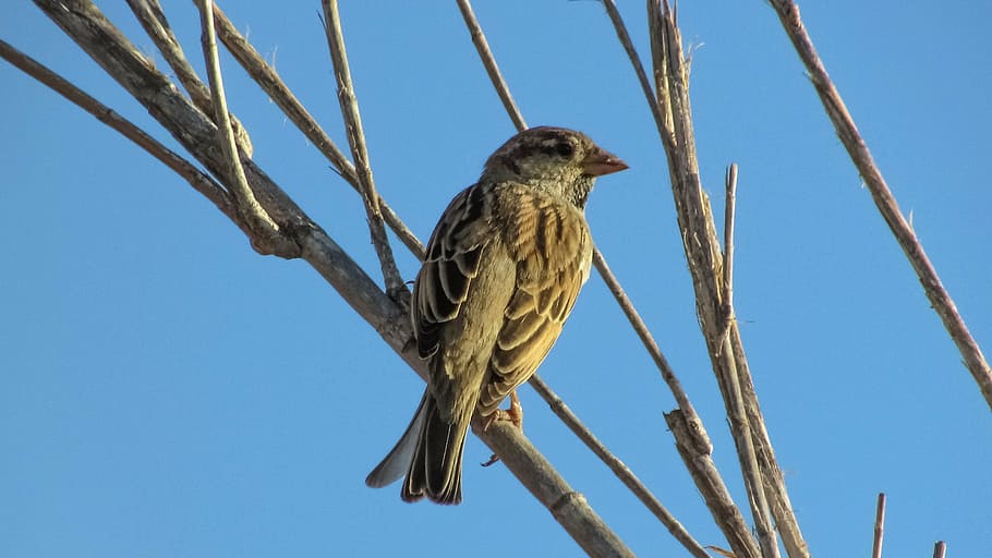 sparrow, bird, looking, tree, wildlife, ornithology, animal HD wallpaper