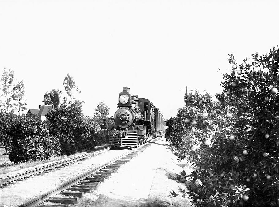 Southern Pacific Railroad train through an orange grove in Riverside, California, HD wallpaper