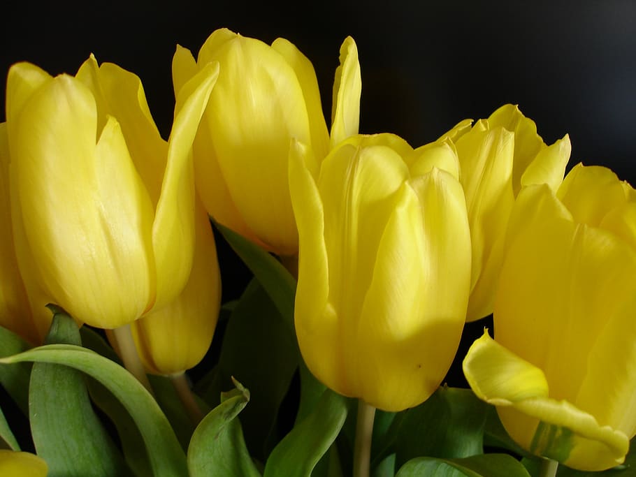 yellow, tulip, spring, flowering plant, vulnerability, petal HD wallpaper