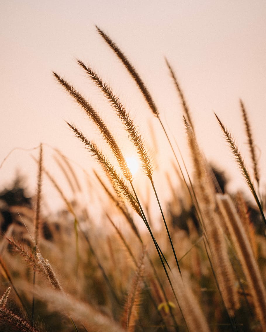 photo of wheat, brown grass field at daytime, weeds, tan, plant HD wallpaper