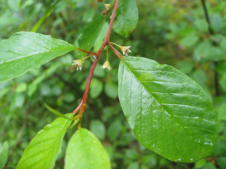 leaf, plant, nature, tree, rhamnus frangula, blossom, plant part HD wallpaper