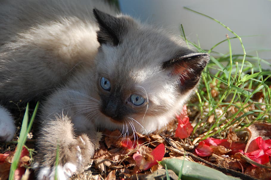 photo of brown and black kitten, cat, animals, animal themes HD wallpaper