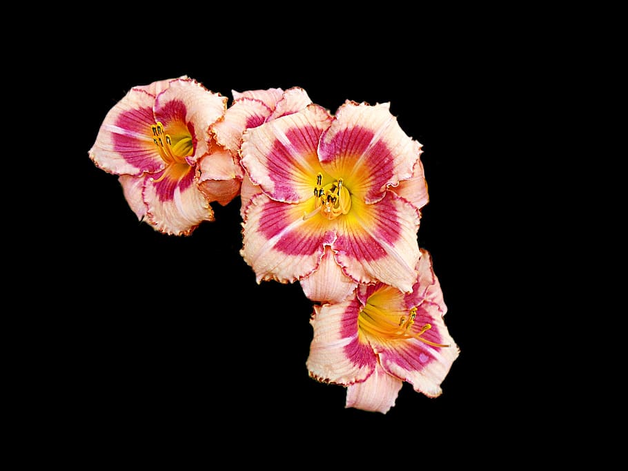 lily, flower, spring, blossom, floral, garden, bloom, plant HD wallpaper