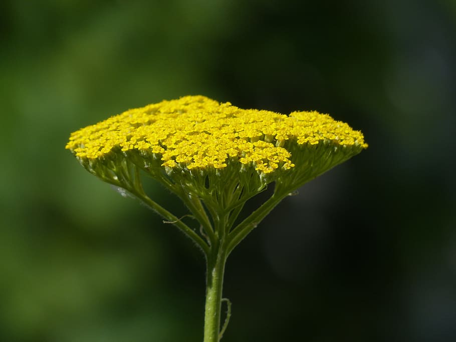 Fernleaf, Flower, Blossom, Bloom, Yellow, achillea filipendulina HD wallpaper