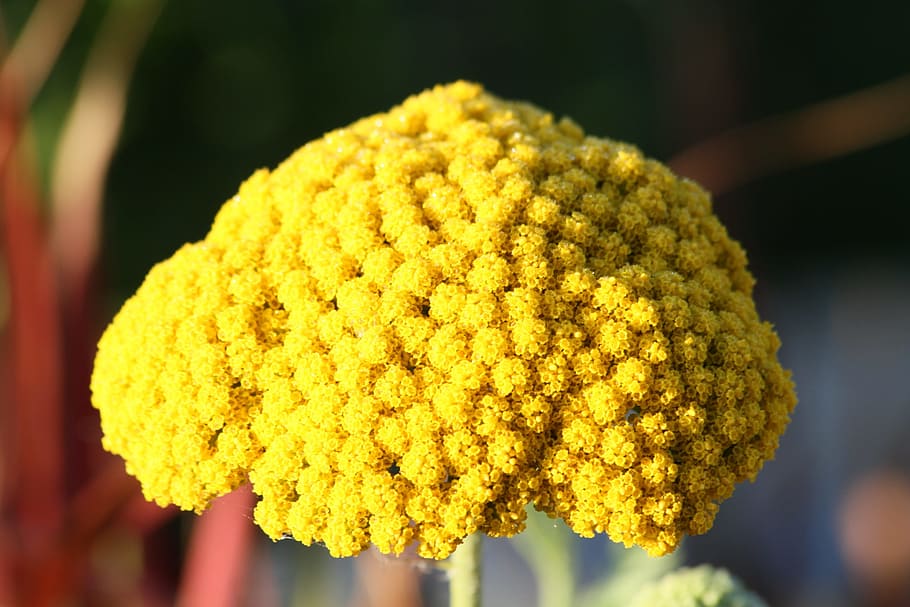 Fernleaf, Flower, Yellow, Blossom, Bloom, yellow yarrow, gold yarrow HD wallpaper