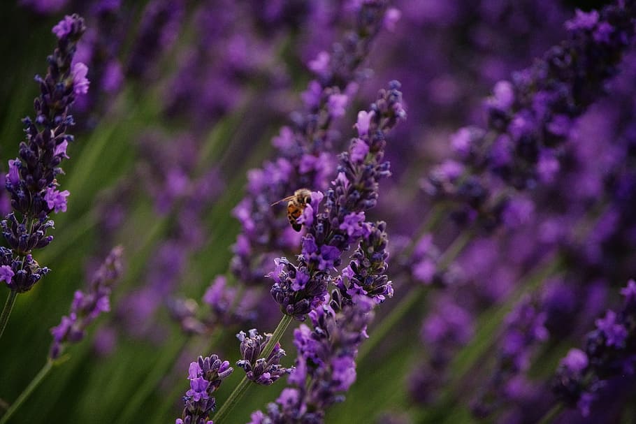 Bee, Lavender, Purple, Bumblebee, Flower, field, insect, summer HD wallpaper