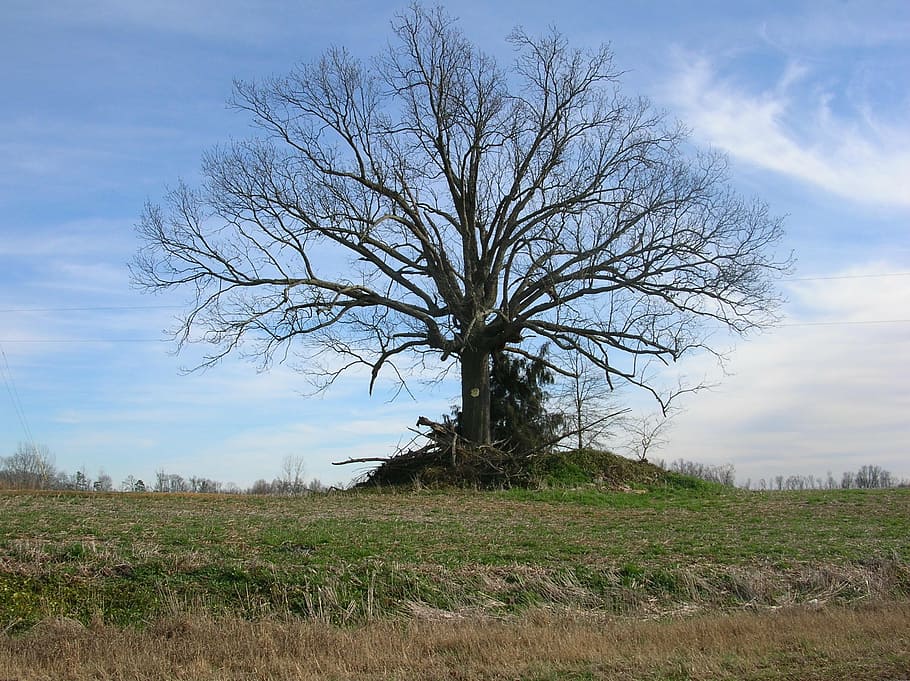 Fell trees. Ветер на Холме на английском.