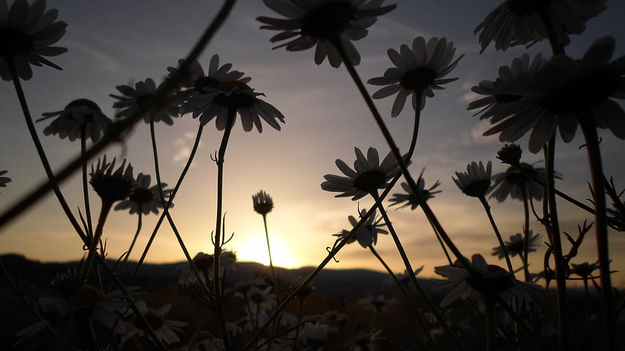 Flower, Sunset, Daisy, Nature, Plant, in the evening, nature photo HD wallpaper