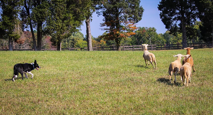 animals running on grass field during daytime, border collie HD wallpaper