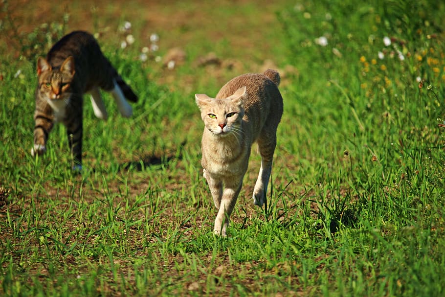 cat, mieze, hunting, tracking, play, race, mackerel, tiger cat HD wallpaper