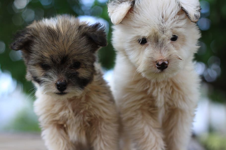 dog, pet, cute, mammal, domestic animals, pets, canine, animal themes HD wallpaper