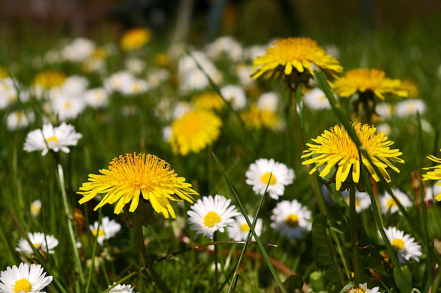 spring meadow, flowers, flower meadow, signs of spring, dandelion HD wallpaper