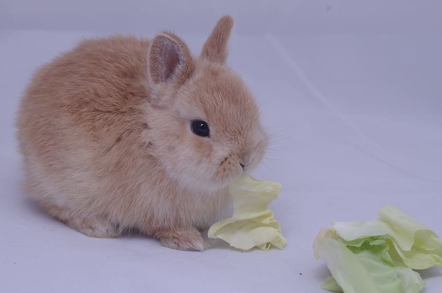 rabbit, child rabbit, banny, cute, bunny, pet, mammal, animal, HD wallpaper