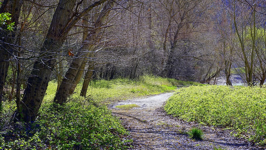 Path, Trail, Landscape, Forest, Outdoors, nature, trees, hiking HD wallpaper