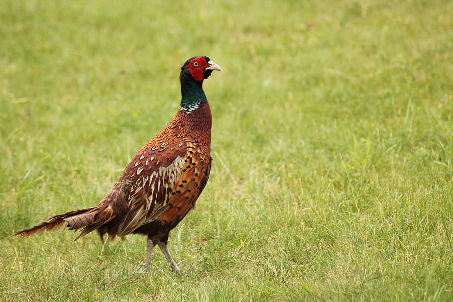 doing, bird, volatile, animal themes, vertebrate, grass, one animal HD wallpaper