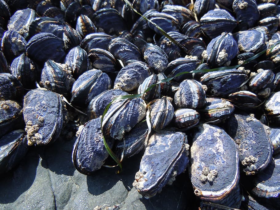 Mussels, Ocean, Beach, Shell, Nature, marine, shellfish, coast HD wallpaper