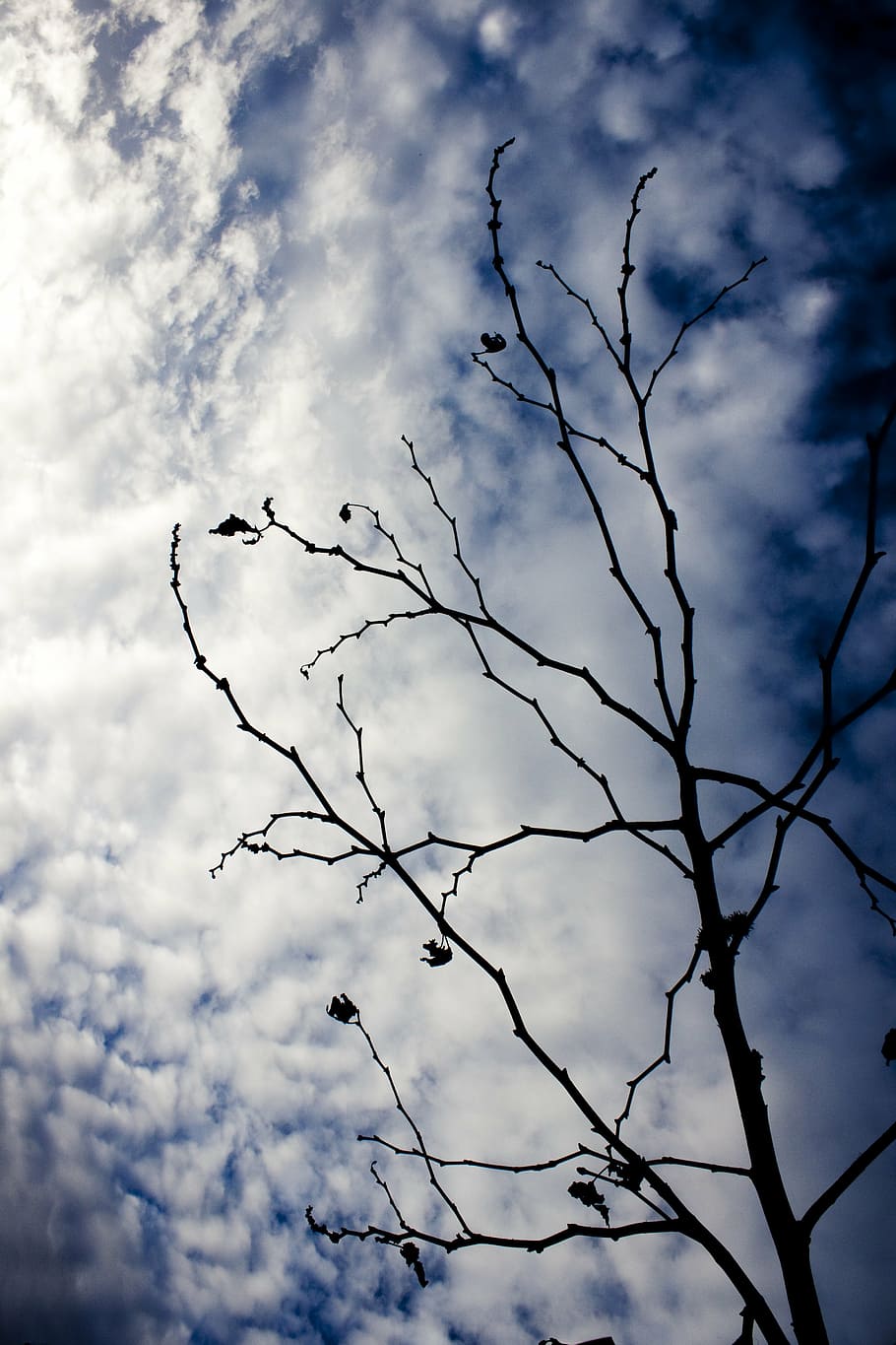 branch, tree, reverse light, sky, cloud, blue, cloud - sky HD wallpaper