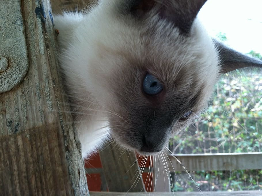 siamese, kitten, cat, blue eyes, outdoors, face, portrait, nature HD wallpaper