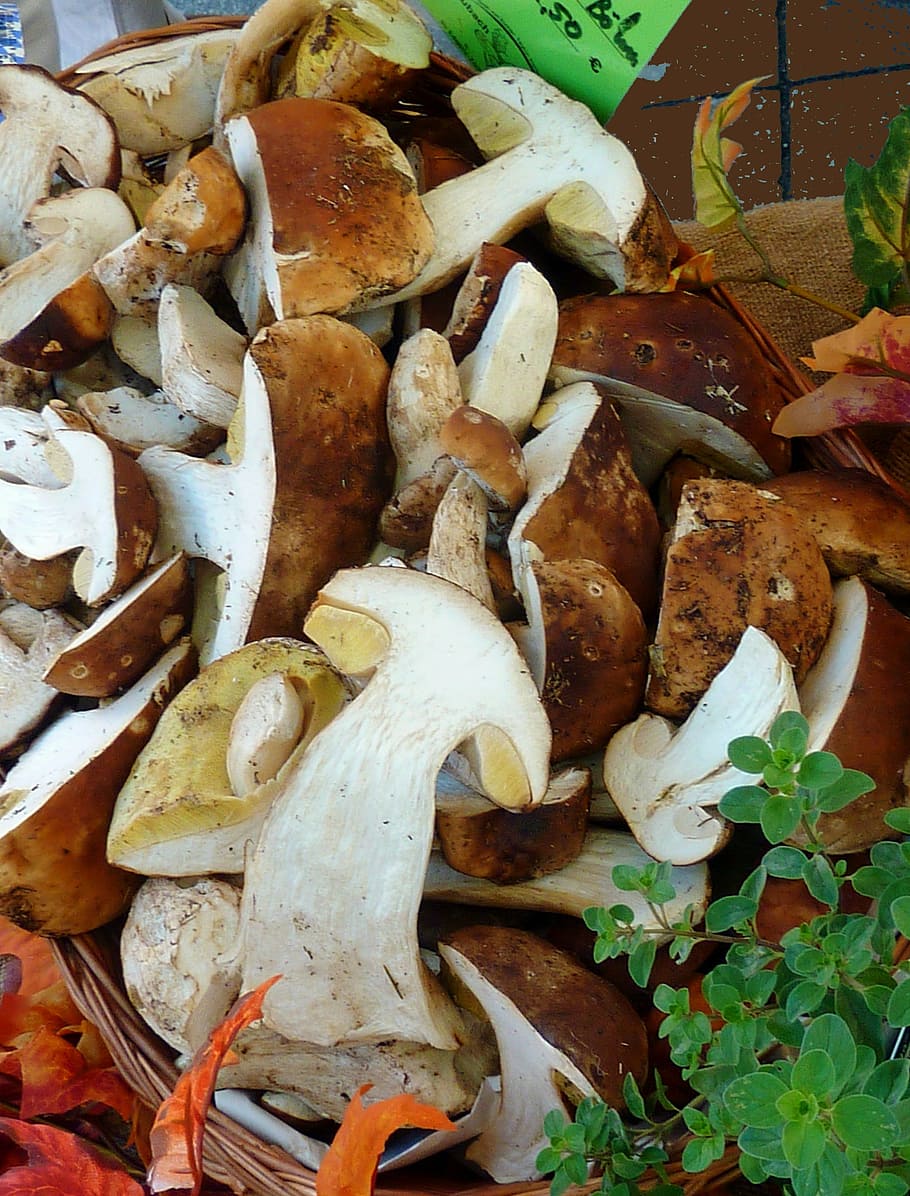 mushrooms, autumn, nature, forest, toxic, moist, morsch, herbstimpression, HD wallpaper
