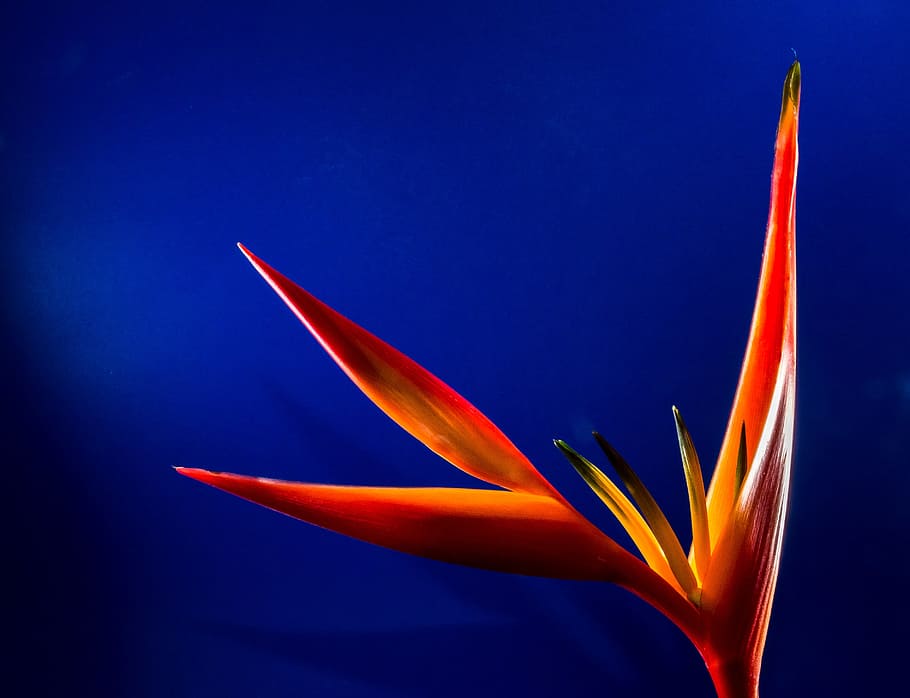 Blossom, Bloom, Flower, Close, red, no people, bird of paradise - plant HD wallpaper