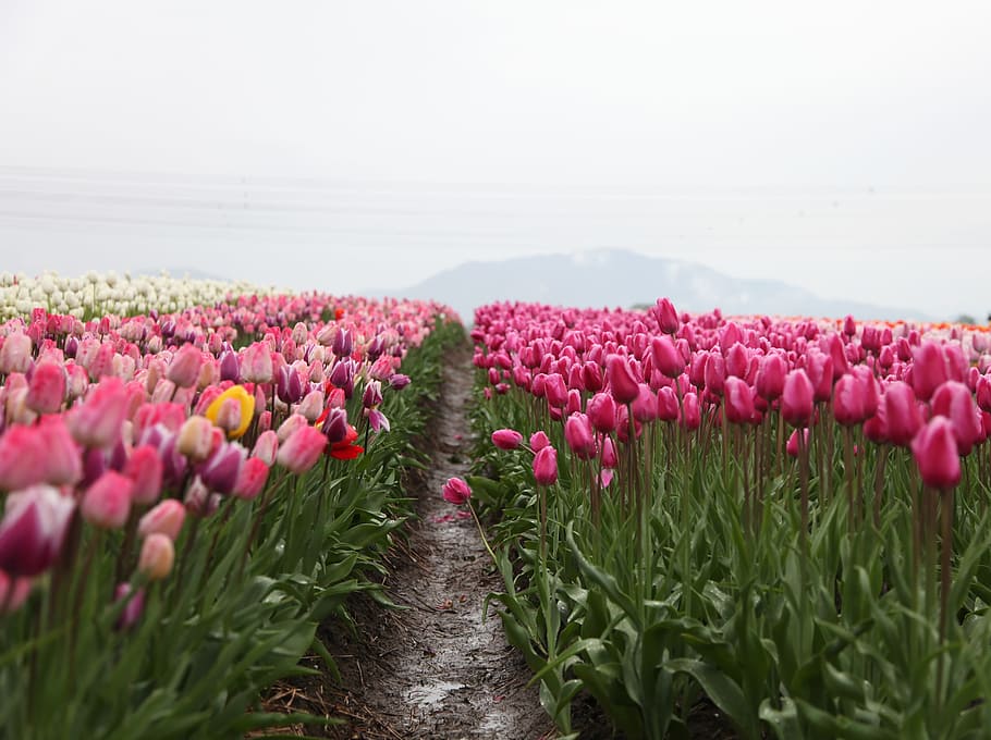 pink tulips field at daytime, landscape photo of pink tulip flower field in front of mountain during daytime HD wallpaper