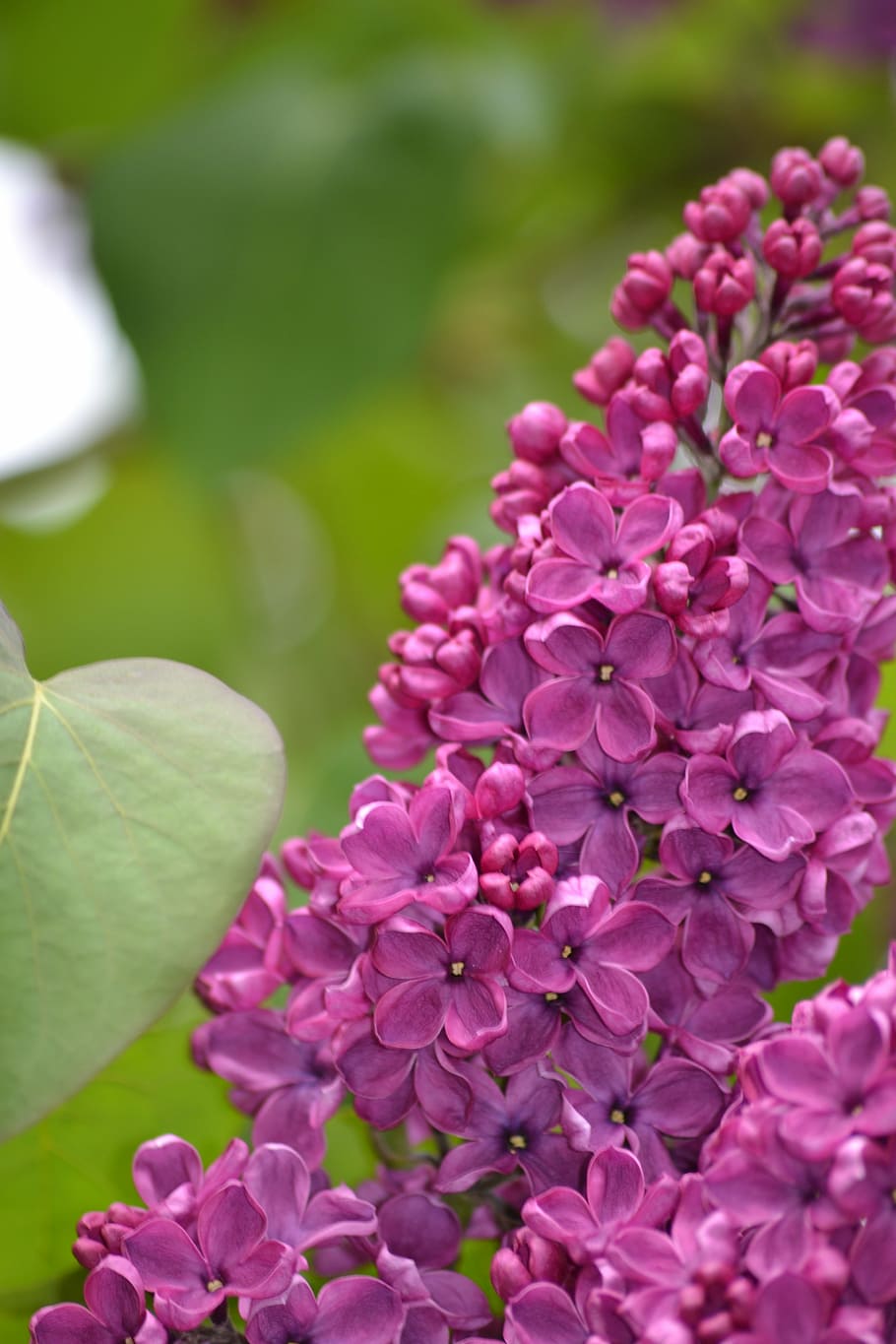acid, spring, may, flowers, flowering plant, beauty in nature HD wallpaper