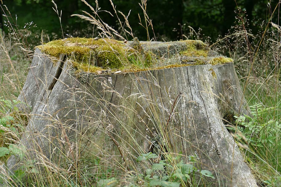 Tree Stump, Nature, Forest, bemosst, grasses, forest floor HD wallpaper
