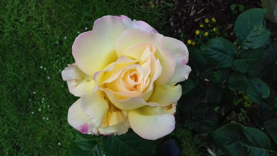 scented, yellow, rose, june, plant, beauty in nature, flowering plant HD wallpaper