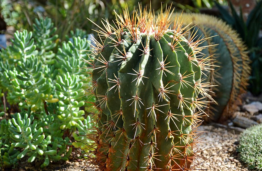cactus, spur, green, prickly, plant, thorns, nature, pointed HD wallpaper