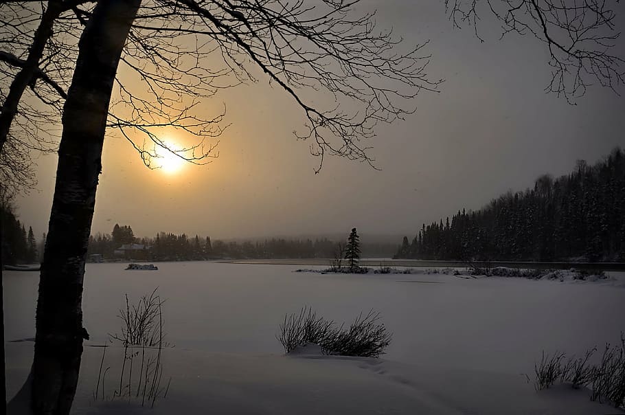 silhouette of leafless trees surrounded by snow, winter landscape HD wallpaper