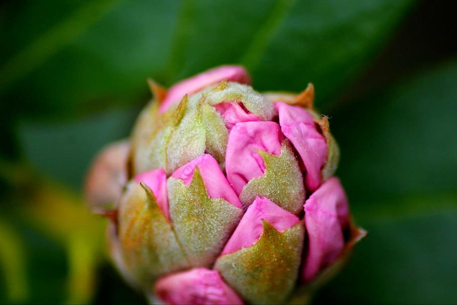 rhododendron, flower, plant, spring, nature, blossom, pink HD wallpaper