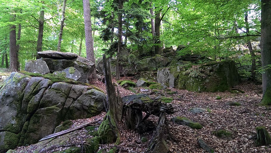 odenwald, trail, forest, tree, rock, nature, plant, land, growth HD wallpaper