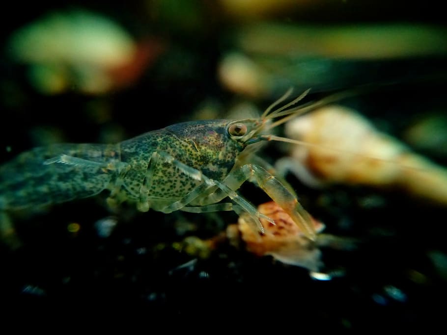 dwarf crayfish, cancer, shellfish, underwater, cambarellus HD wallpaper