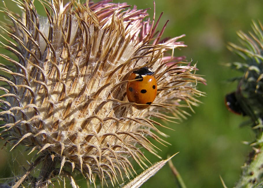 ladybug, thistle, spikes, macro, septempunctata, thistle flower HD wallpaper