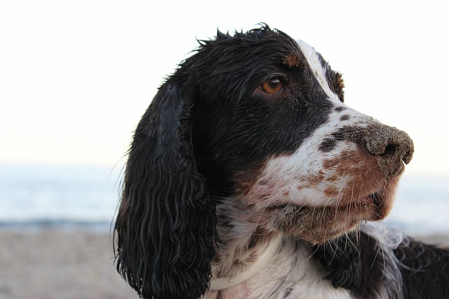 Spaniel, Dog, Beach, Sand, pets, one animal, outdoors, sea HD wallpaper