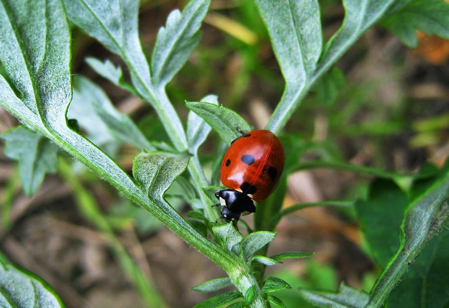 Ladybug, Lucky Charm, Beetle, points, nature, close, insect HD wallpaper