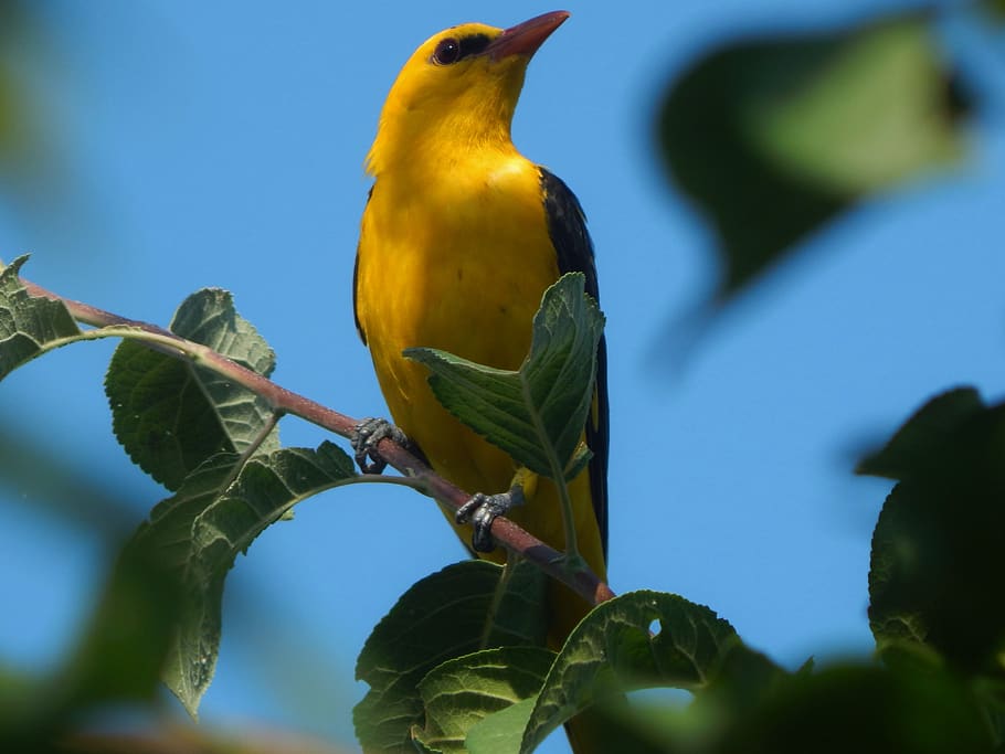 Download A bright orange Baltimore Orioles Bird perched on a branch