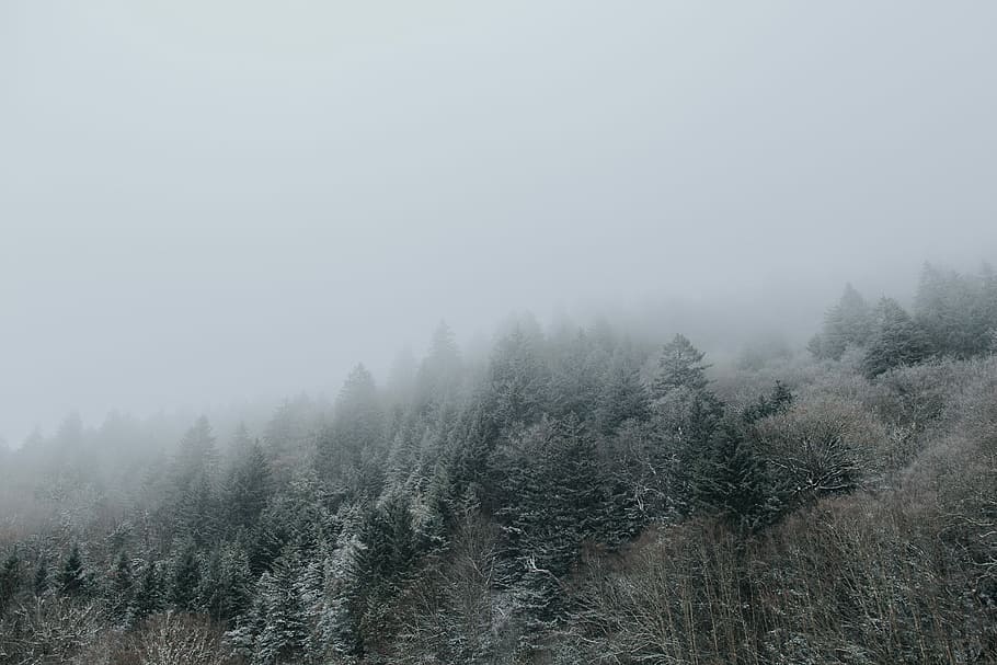 pine trees covered with fogs, green trees covered with ice, mountain HD wallpaper