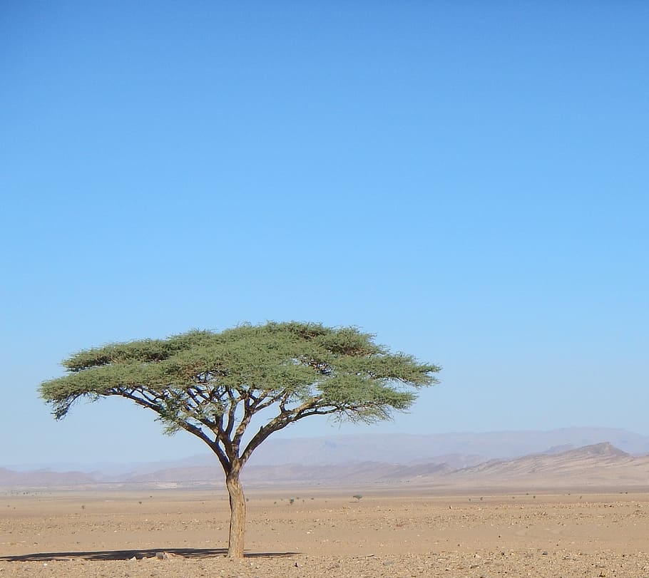 landscape photography of green leaf tree, desert, morocco, africa HD wallpaper