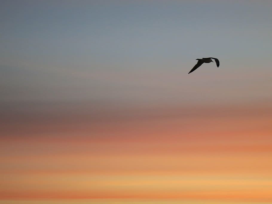 sky, sunset, bird, evening sky, seagul, flight, vertebrate HD wallpaper
