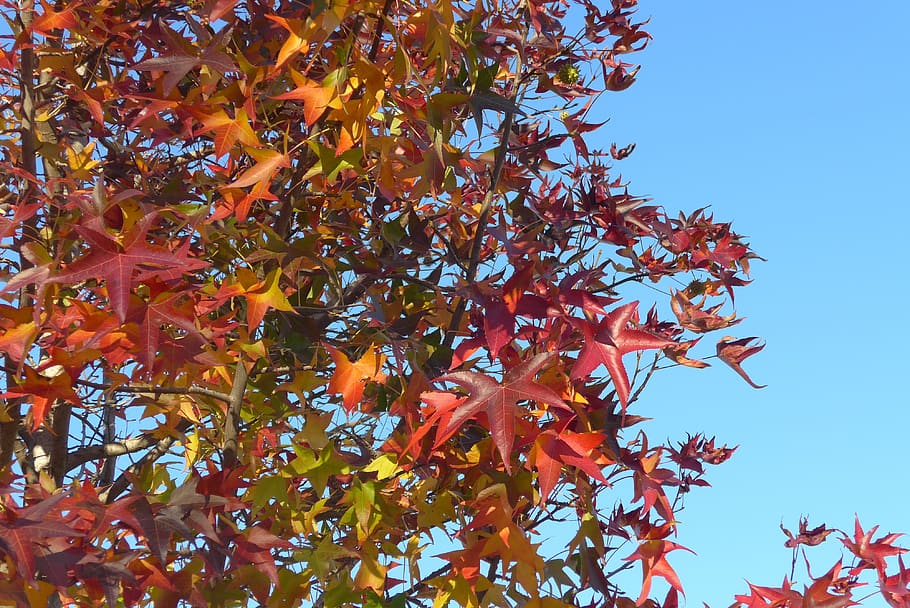 leaves, tree, plant, autumn, sky, plant part, leaf, branch HD wallpaper