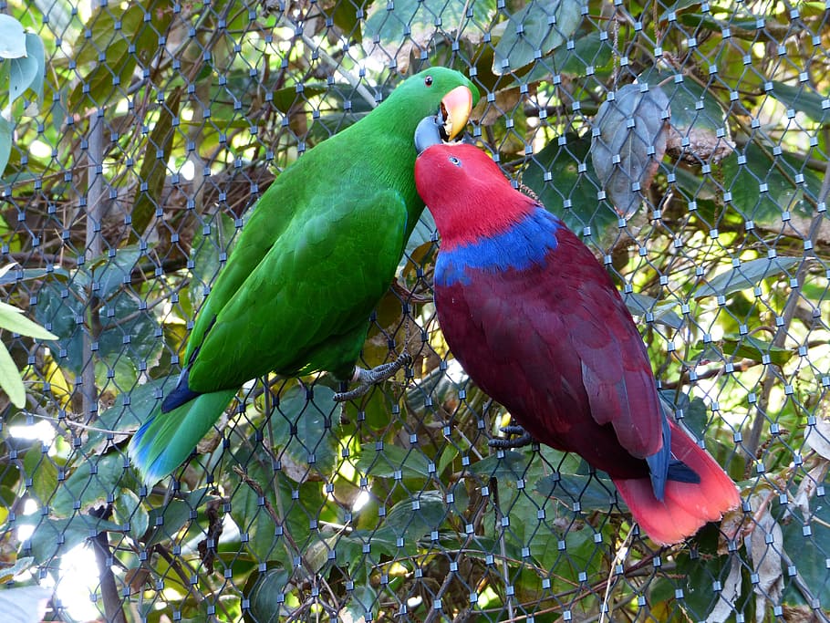 two red and brown parrots, noble parrots, couple, love, kiss