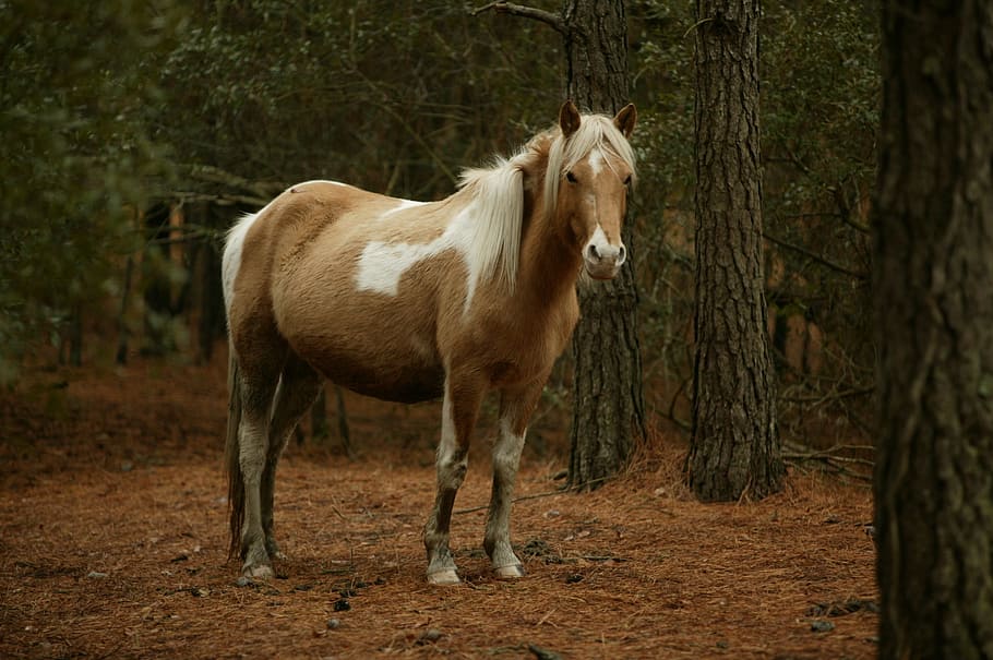 brown horse under tree, wild pony, grazing, chincoteague island, HD wallpaper