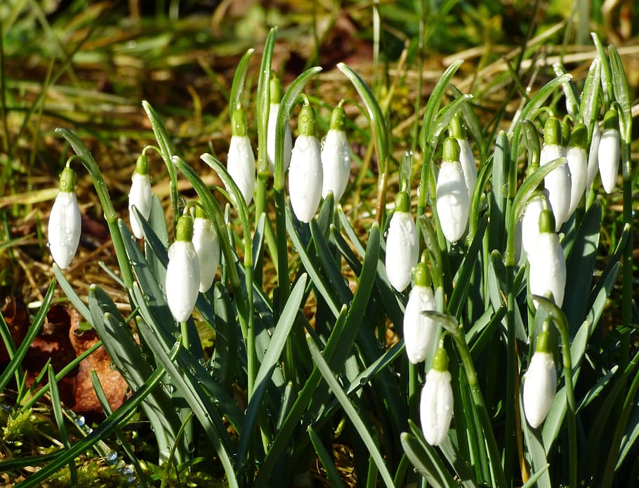 Snowdrops, Flowers, Spring, Garden, nature, white color, no people HD wallpaper