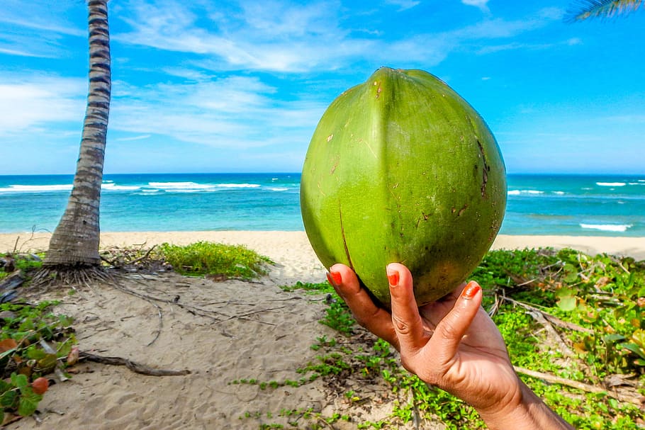 person holding coconut fruit in front of beach, Sea, Seychelles HD wallpaper