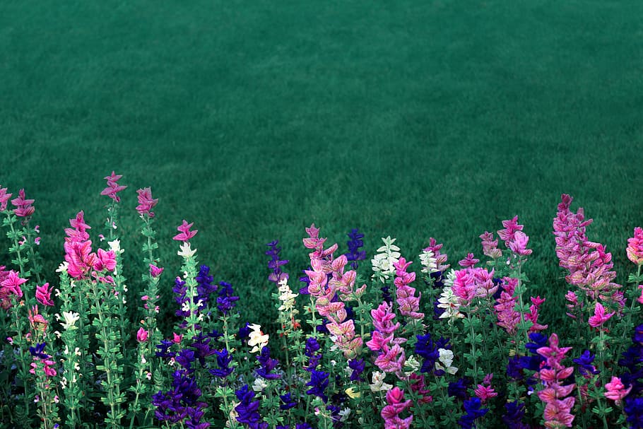 pink, white, and blue petaled flowers, purple, green, garden flowers