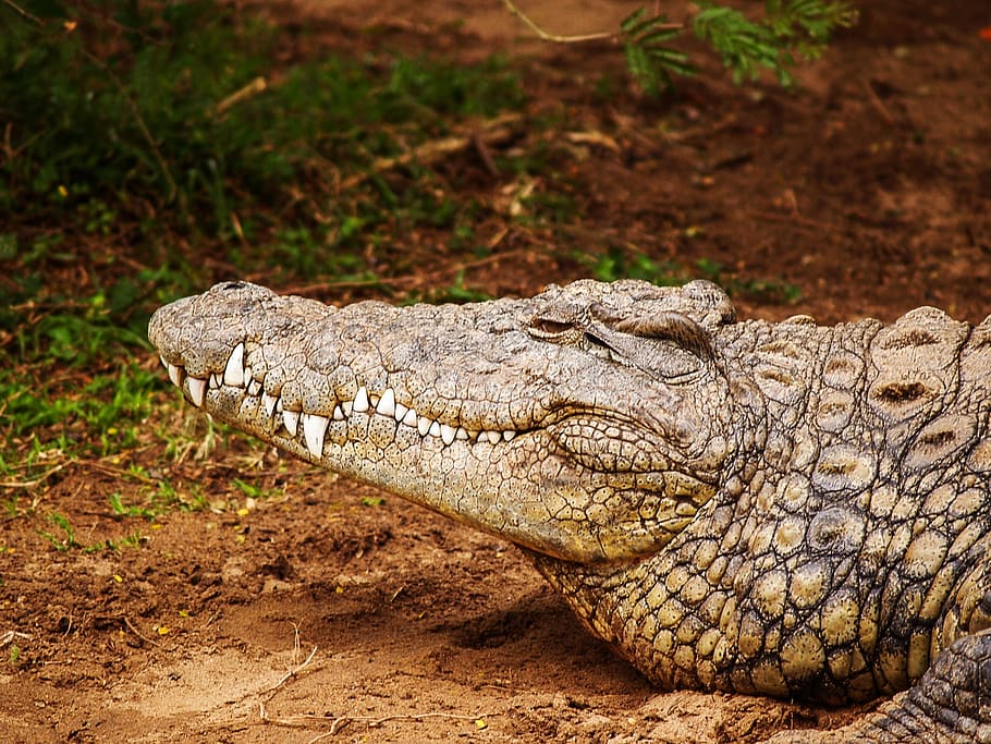 gray alligator near grass field, crocodile on brown soil, predator