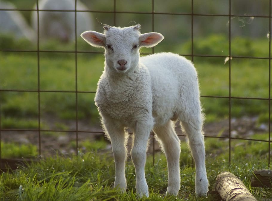 lamb, close up, sheep, schäfchen, cute, spring, passover, curious HD wallpaper